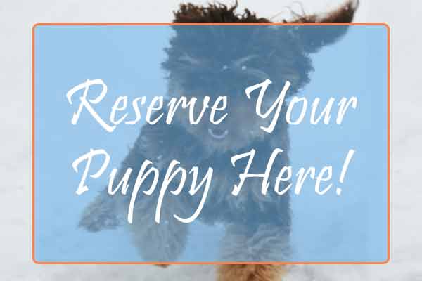 Reserve Your Mini Labradoodle Puppy Today! Mini Labradoodles for Sale in MI