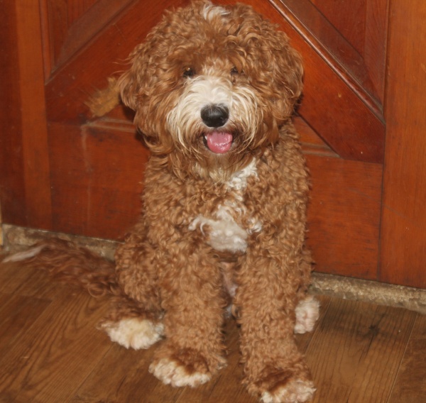 Pics to Enlarge – Jubilee Labradoodles