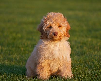cooper.00
