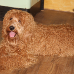 Labradoodle Dogs for Sale