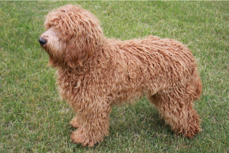 Waltzing Matilda's Hoke - Click on Pics to Enlarge - Jubilee Labradoodles