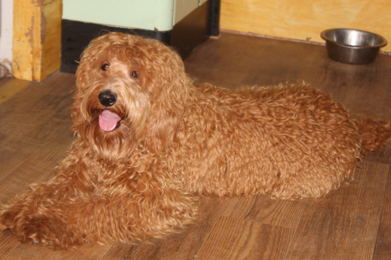 Labradoodle Dogs for Sale