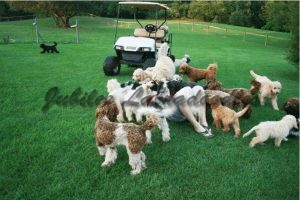 Jubilee goldendoodles best sale