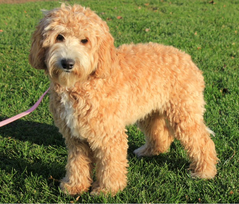 Mini Labradoodle Goldendoodle Breeder