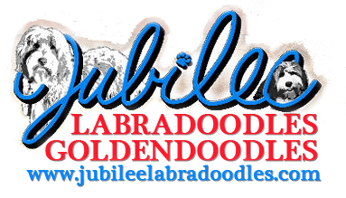 jubilee goldendoodles