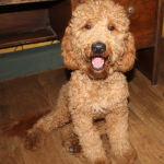 Mini Goldendoodle Breeder