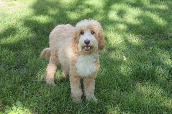 Female Goldendoodles for Sale