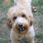 Australian Labradoodles