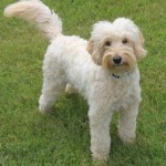 Female Labradoodles