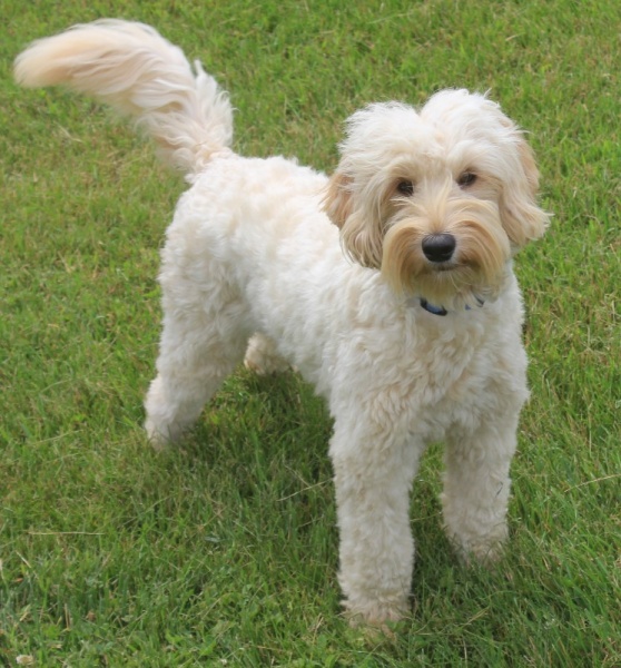 Female Labradoodles