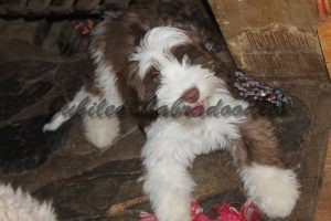 Labradoodle Puppy For Sale in Michigan