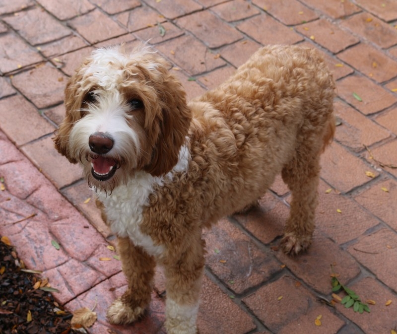 jubilee goldendoodles