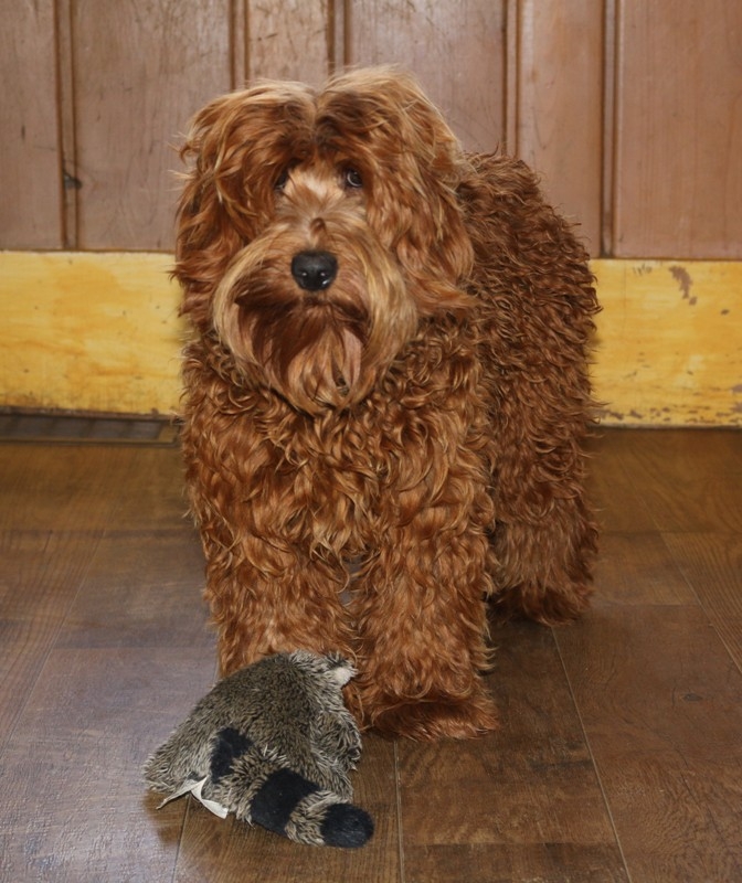 Australian Labradoodle Puppies for Sale in MI | Jubilee ...