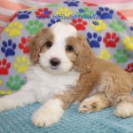 IMG_0080 Shugar girl 1