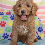 IMG_0123 Shugar girl 2