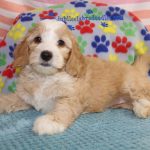 IMG_0139 Shugar girl 3