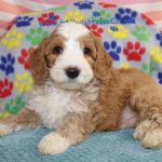 IMG_0158 Shugar boy 1