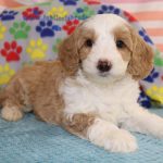 IMG_0181 Shugar boy 2