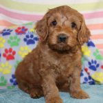 IMG_0193 Shugar boy 3