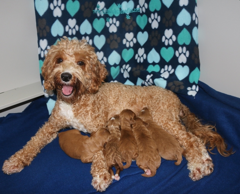 Jubilee goldendoodles sales