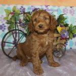 IMG_0374 Geneva girl 1