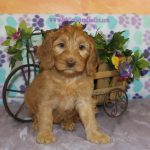 IMG_0400 Geneva girl 2