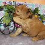 IMG_0439 Geneva girl 2