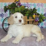 IMG_0449 Geneva girl 3