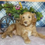 IMG_0491 Geneva boy 2