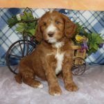 IMG_0544 Geneva boy 3