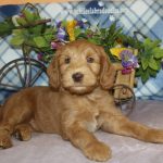 IMG_0584 Geneva boy 4