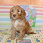 IMG_0502 Ellie girl 1