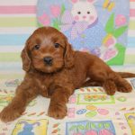 IMG_0531 Ellie girl 2