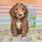 IMG_0555 Ellie girl 3