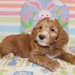 IMG_0577 Ellie boy 1