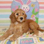 IMG_0594 Ellie boy 2