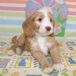 IMG_0617 Ellie boy 3