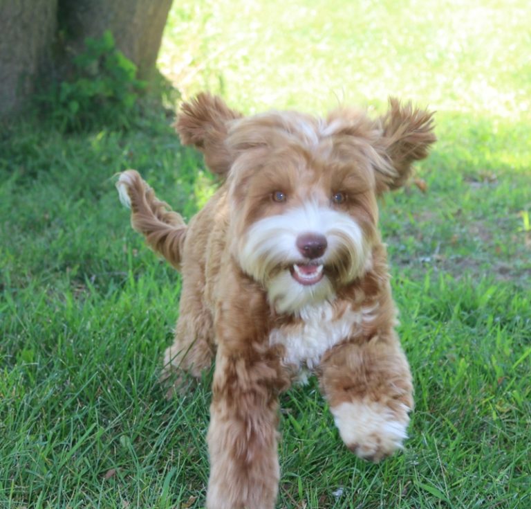 Ear Infections How to Prevent and Treat Them Jubilee Labradoodles