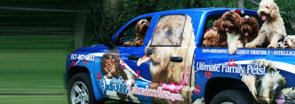 jubilee goldendoodles