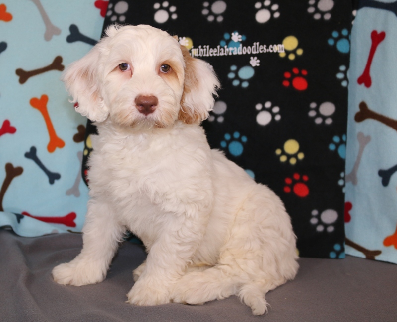 Australian Labradoodle Puppies for Sale in MI Jubilee Labradoodles