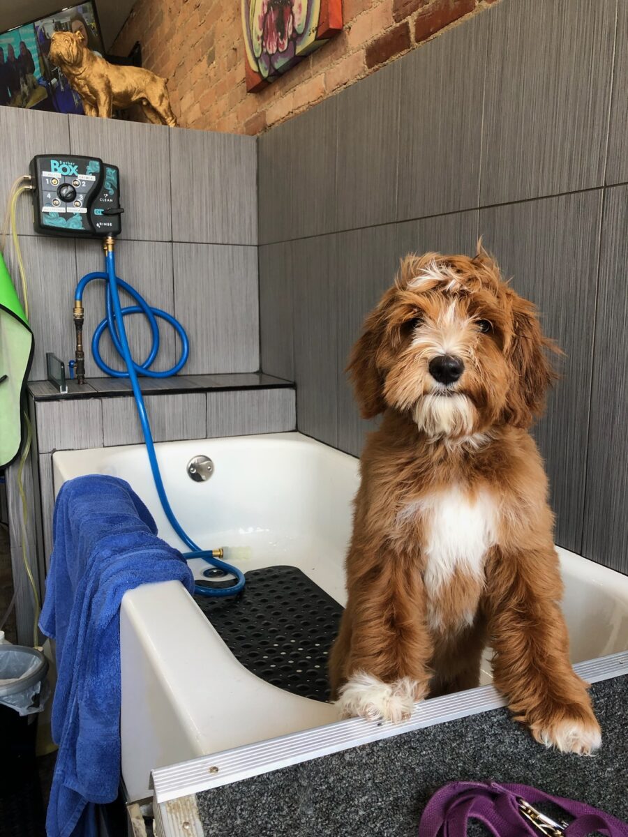 It's a doodle pet grooming discount