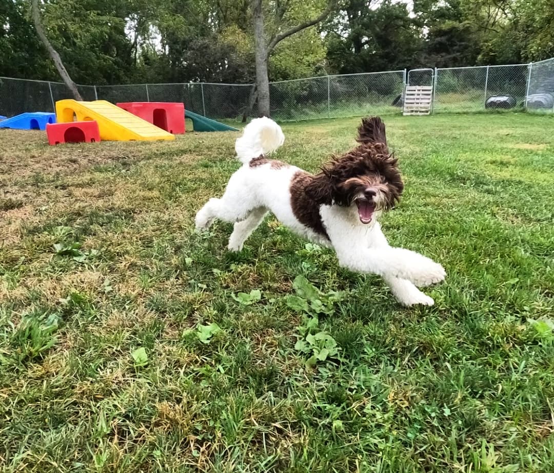 How to Make Your Dog Feel Comfortable Jubilee Labradoodles