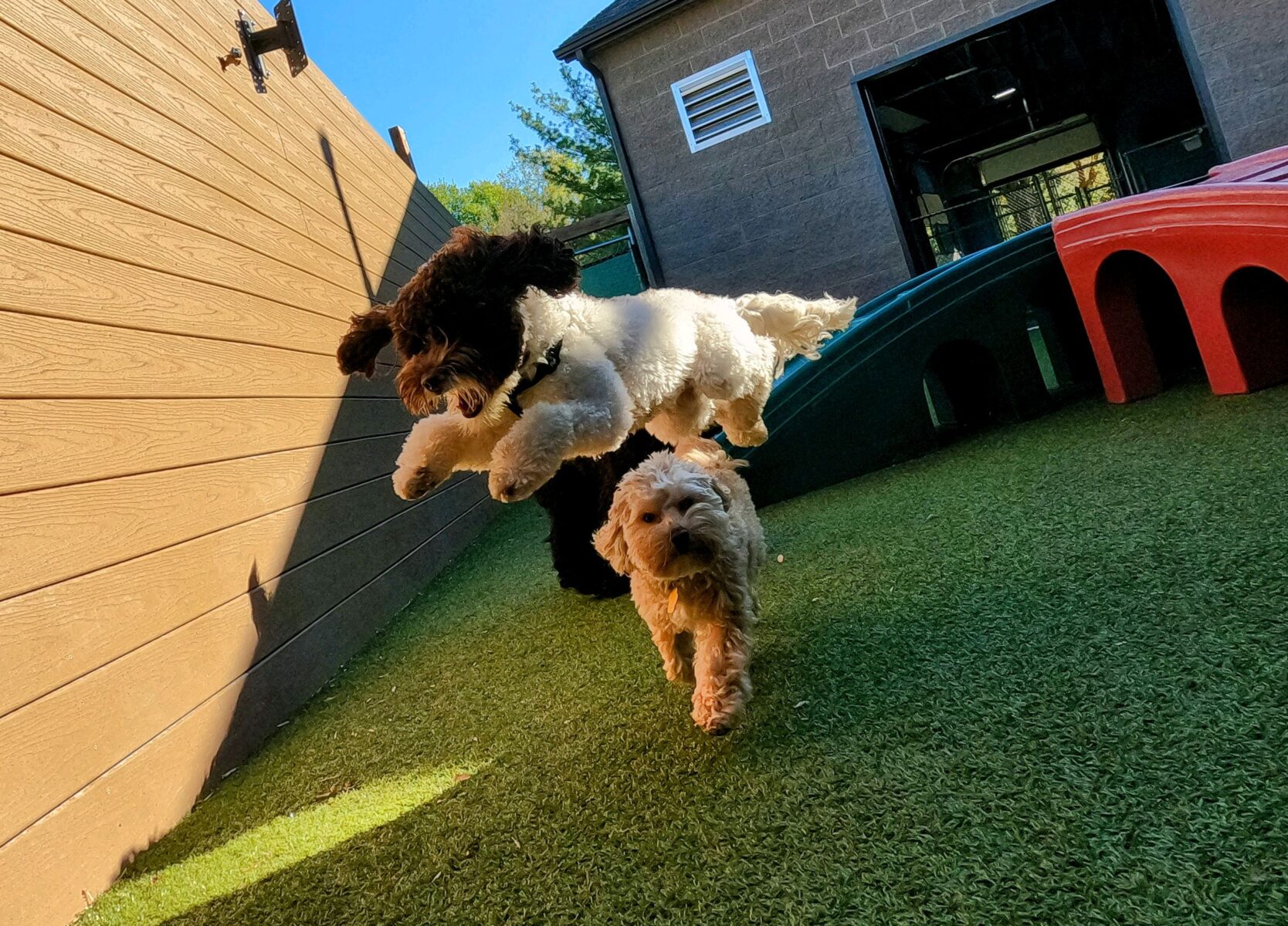 Why It’s Important to Socialize with Your Labradoodle Jubilee