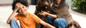 Labradoodles with their owners