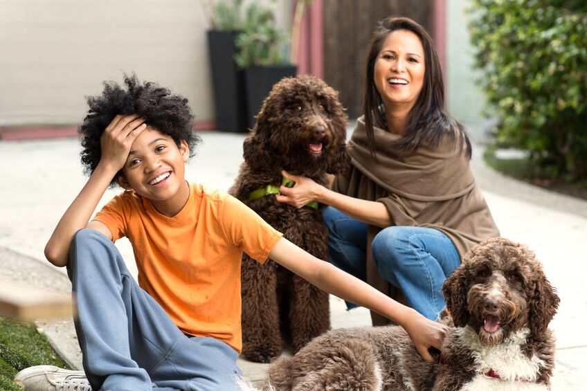 Labradoodles with their owners