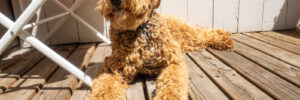 Labradoodle in sunshine out on the deck