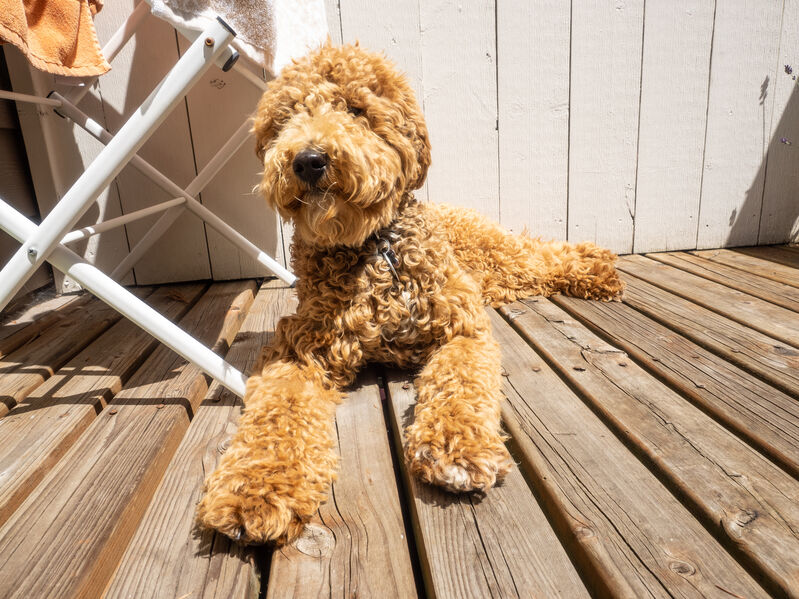 Labradoodle in sunshine out on the deck