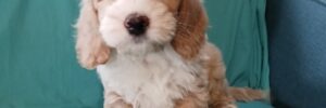 training your labradoodle puppy