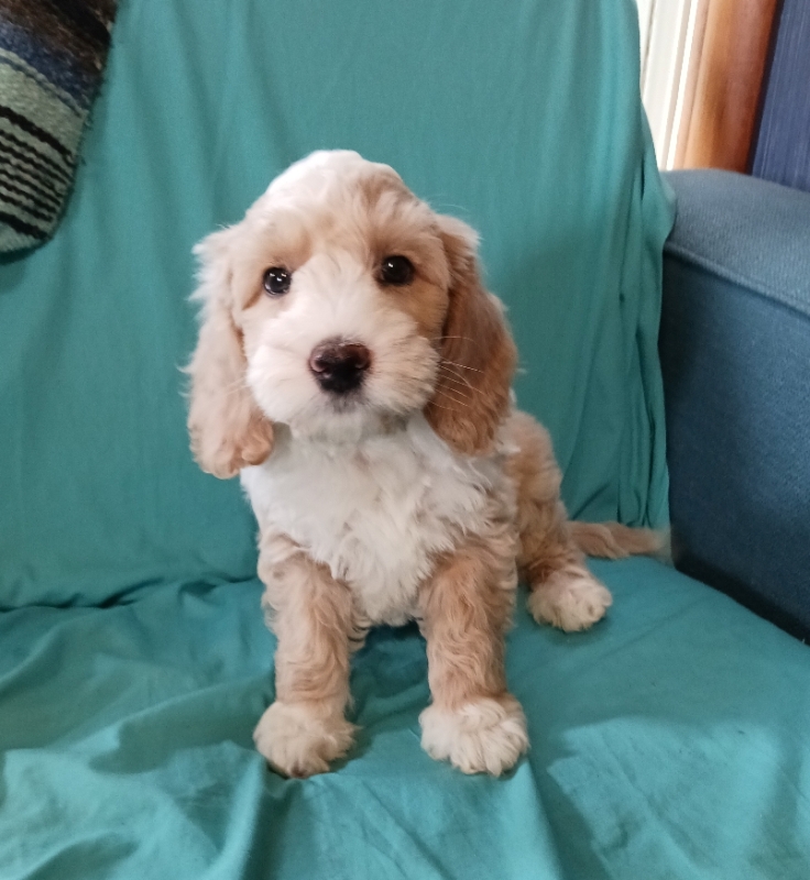 training your labradoodle puppy