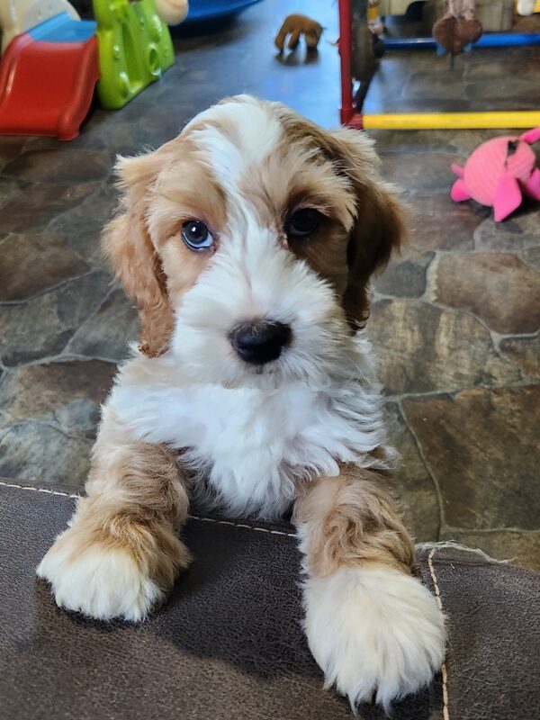 Labradoodle puppy as your family pet